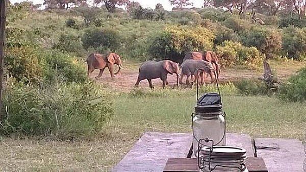 Elephants at breakfast