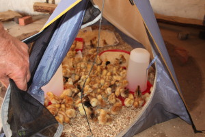 017_All chicks in the tent