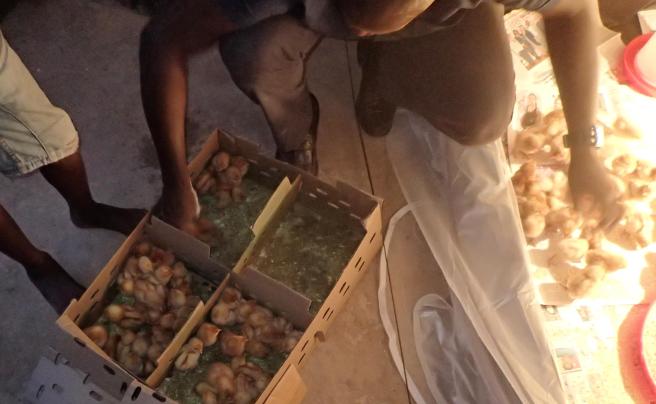 Chicks being delivered