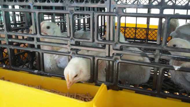 Broiler Chicks 1 week_1_170611_104832