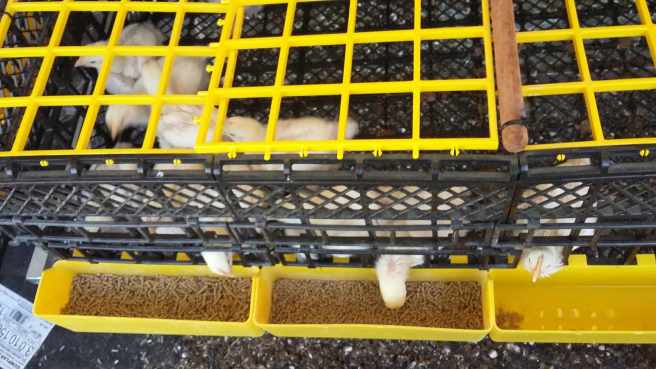 Broiler Chicks 1 week_2_170611_104851