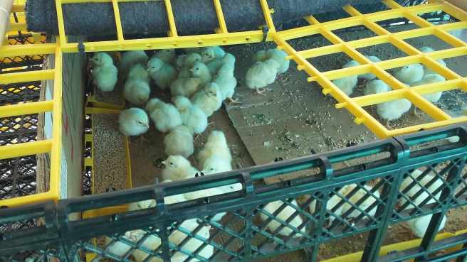 Broilers one week_1_170527_091104