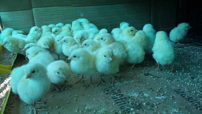 Broilers one week_2_170527_091116