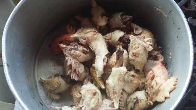 Slaughtered Layers_2_170606_141102